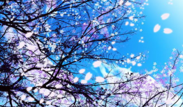 日本樱花动漫网,探寻动漫世界的浪漫樱花之旅